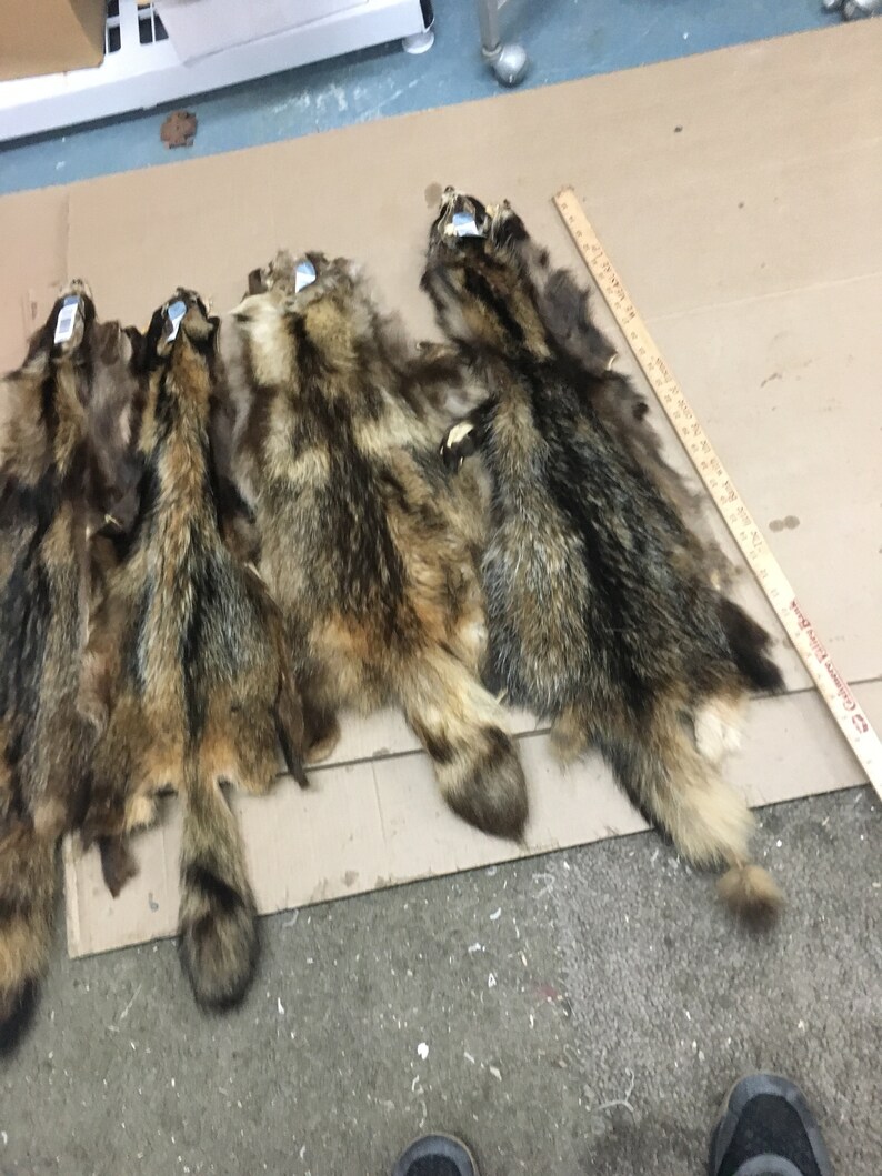 finncoon pelt Tanuki raccoon dog fur furs tanned