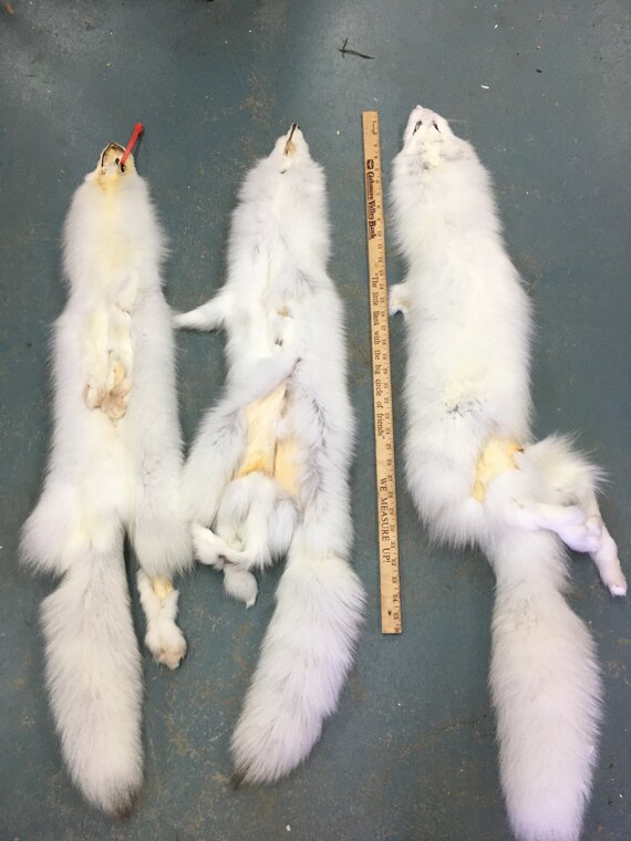 Arctic Fox Pelts Tanned With Damage Pom Pom or Craft | Etsy