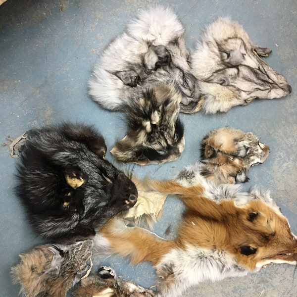 a mixture of several species of tanned faces, mostly fox, fur, some damage