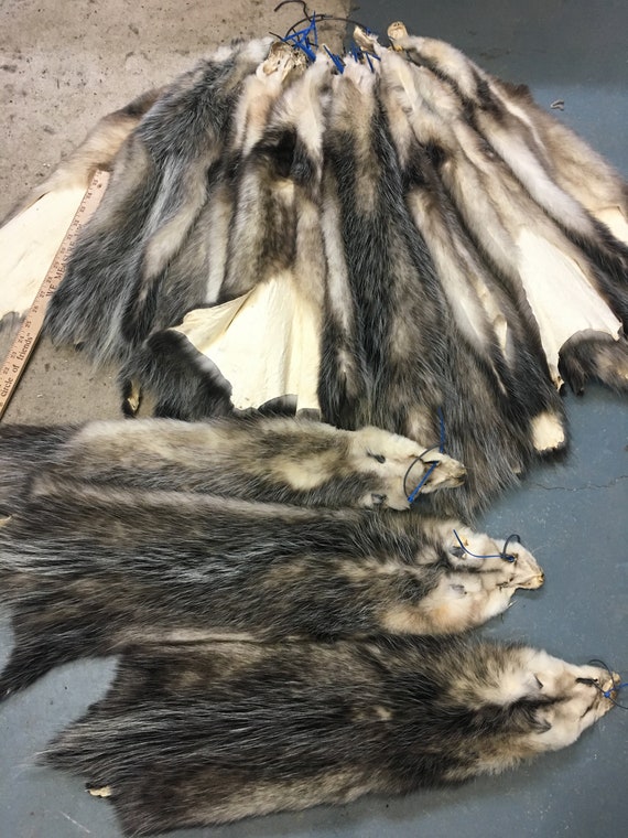 Tanned Opossum Skins Large Size Good Fur Pelts Etsy