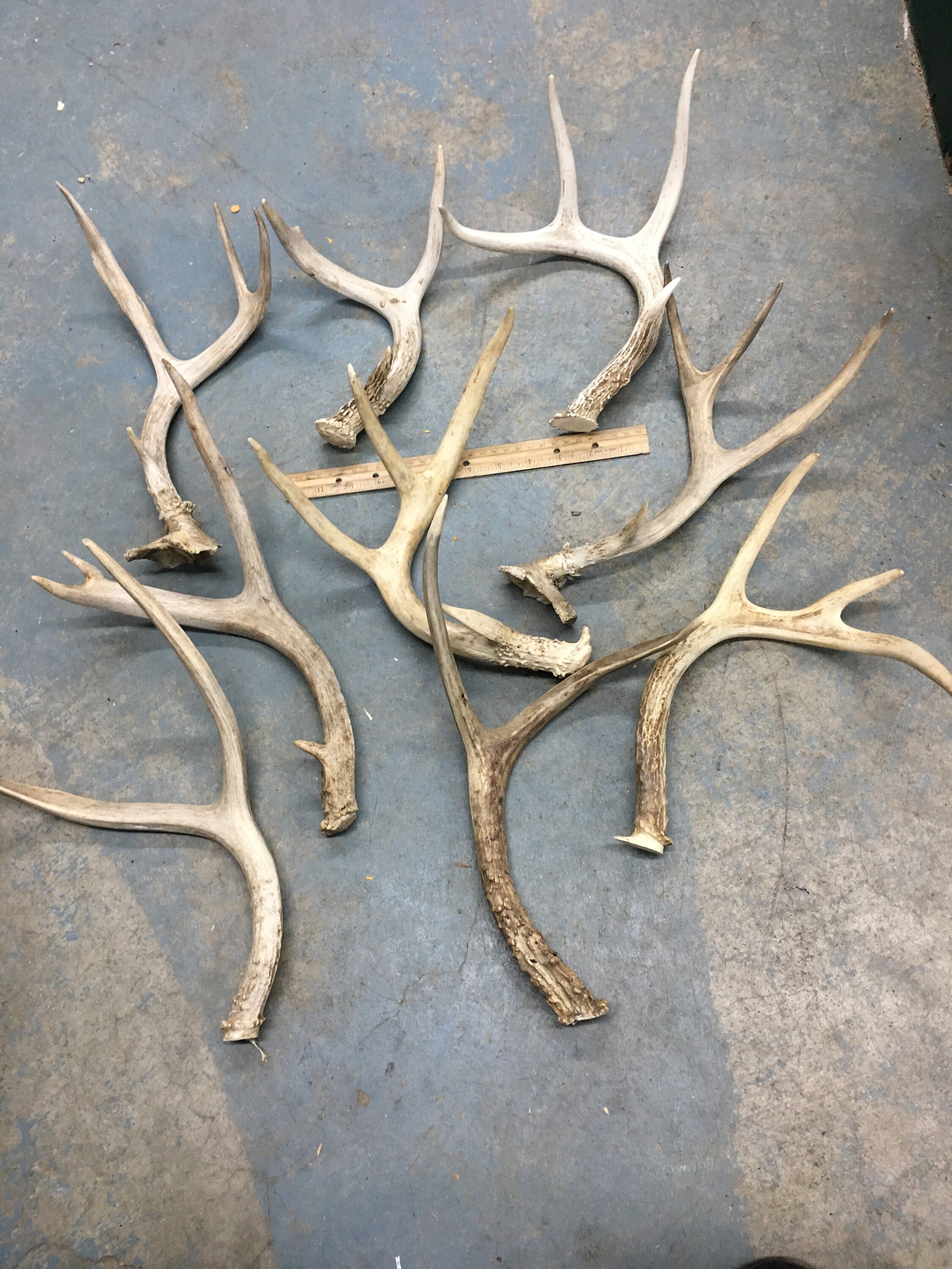 Mule deer and whitetail deer antlers Etsy