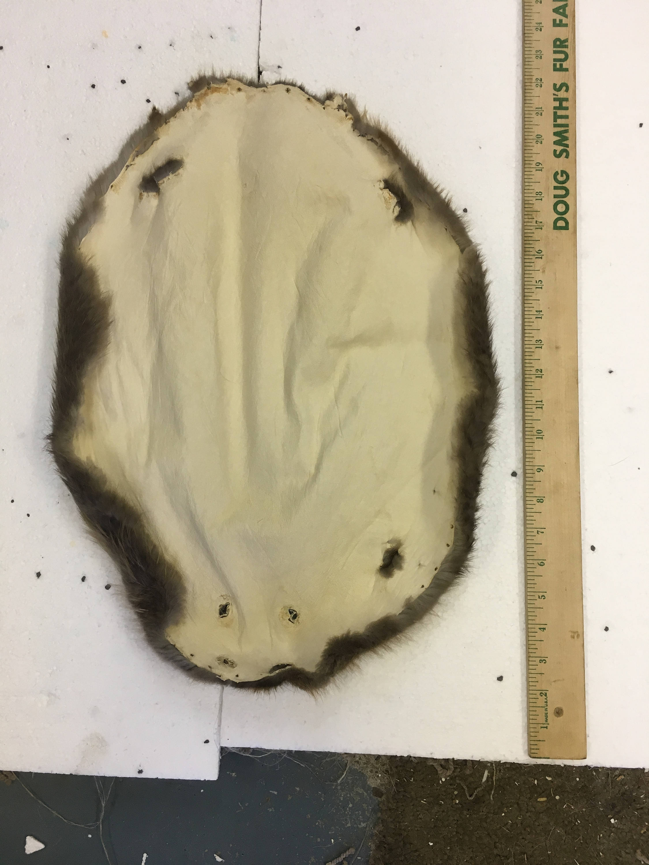 nicely furred, small beaver pelt, 20 x 16" about (have several a…