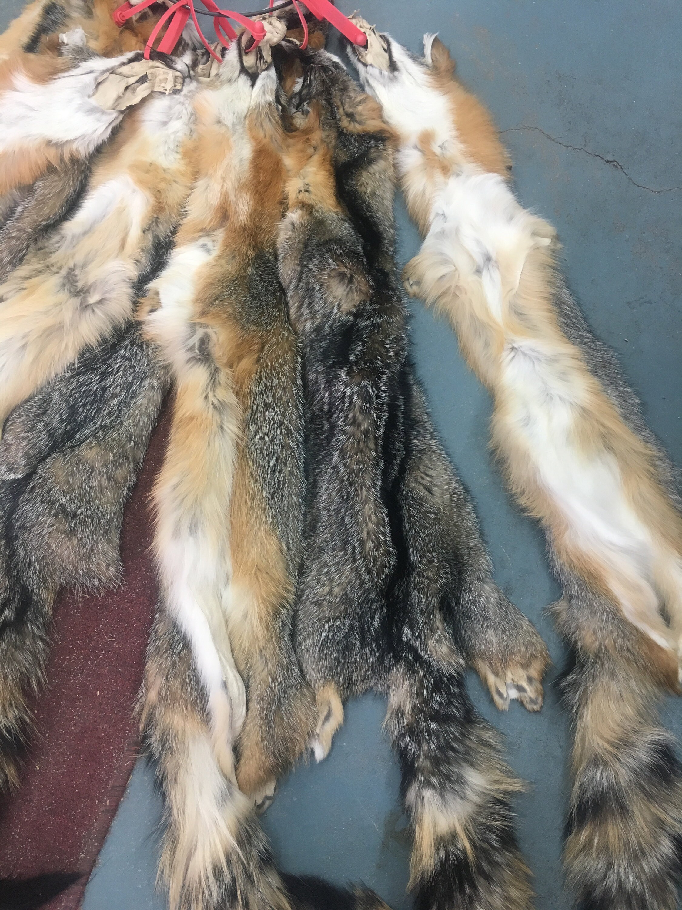 Grey fox pelts tanned no feet or lower lip Etsy