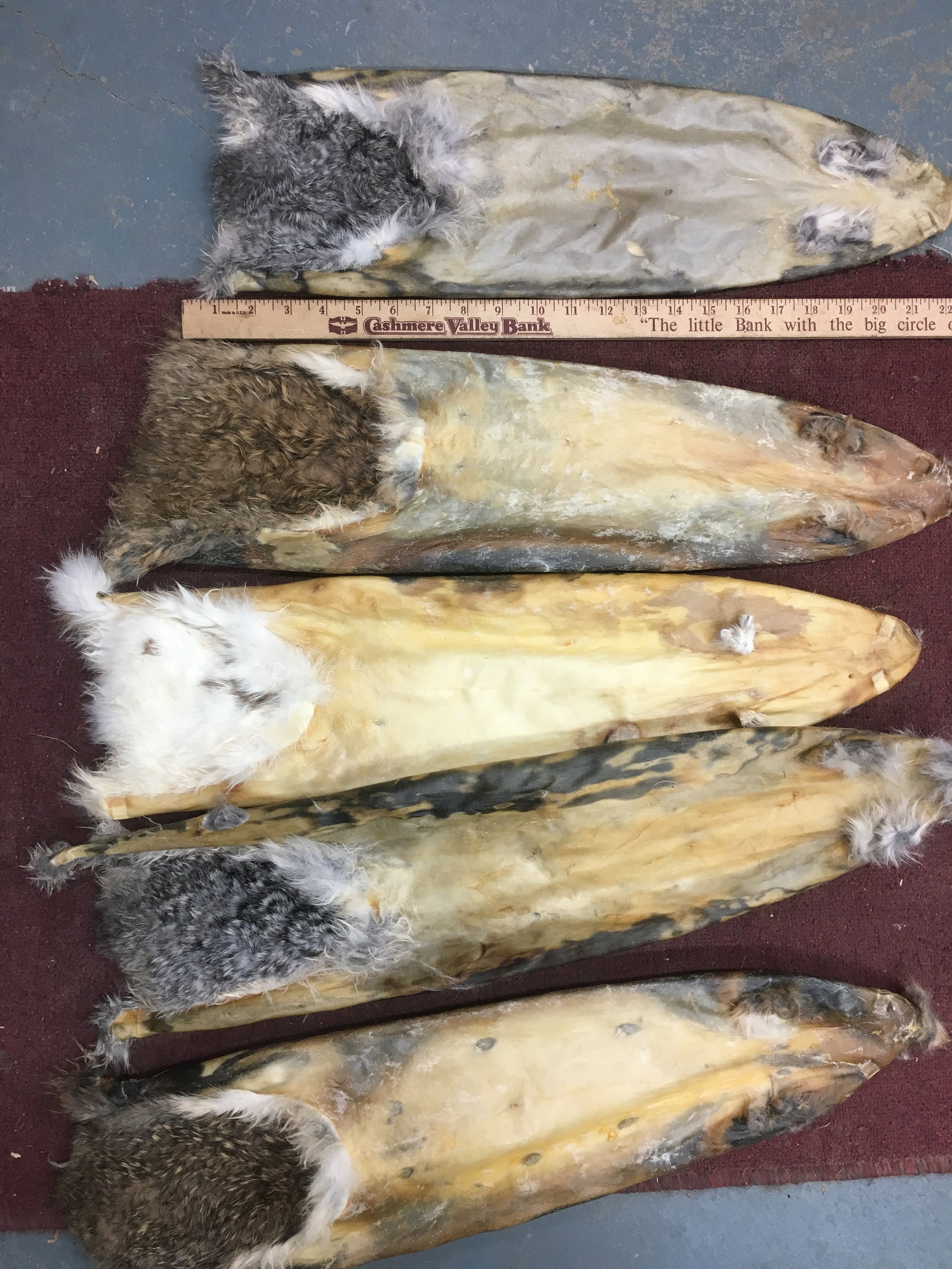 Domestic Rabbit Pelts Stretched and Dried Etsy Australia