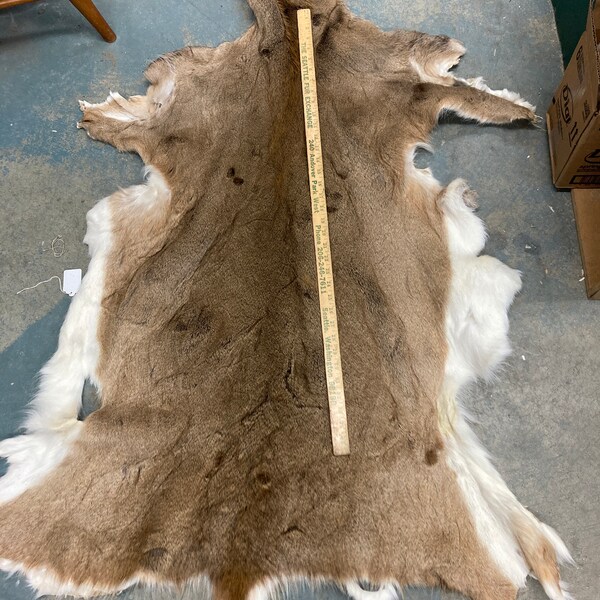 Whitetail Deer Hide Etsy