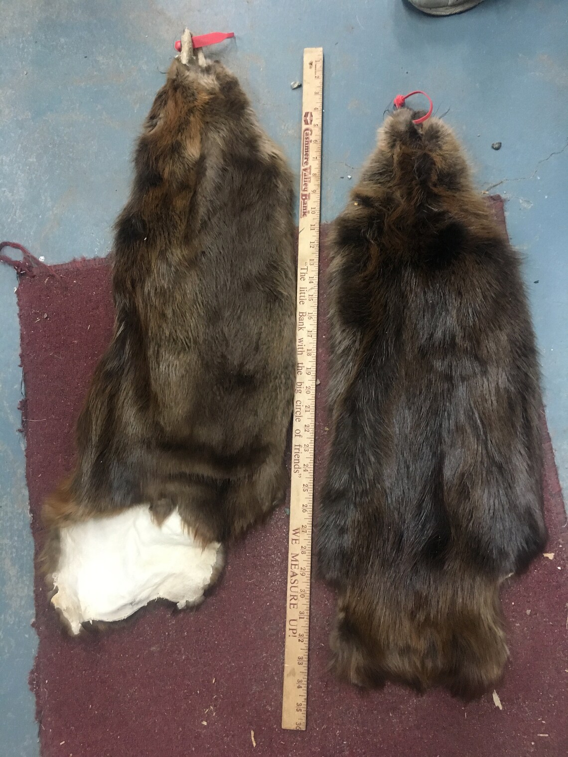 Tanned Beaver Pelts Case Skinned Etsy