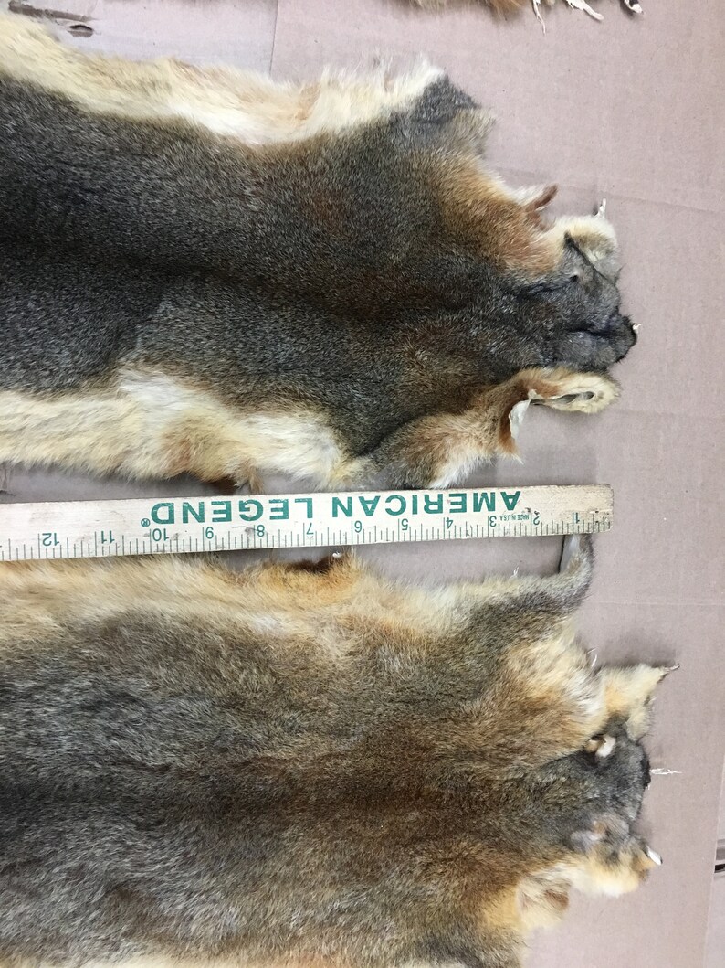 Australian Opossum Pelts Fur Furs Nice Furnice Tanning Etsy