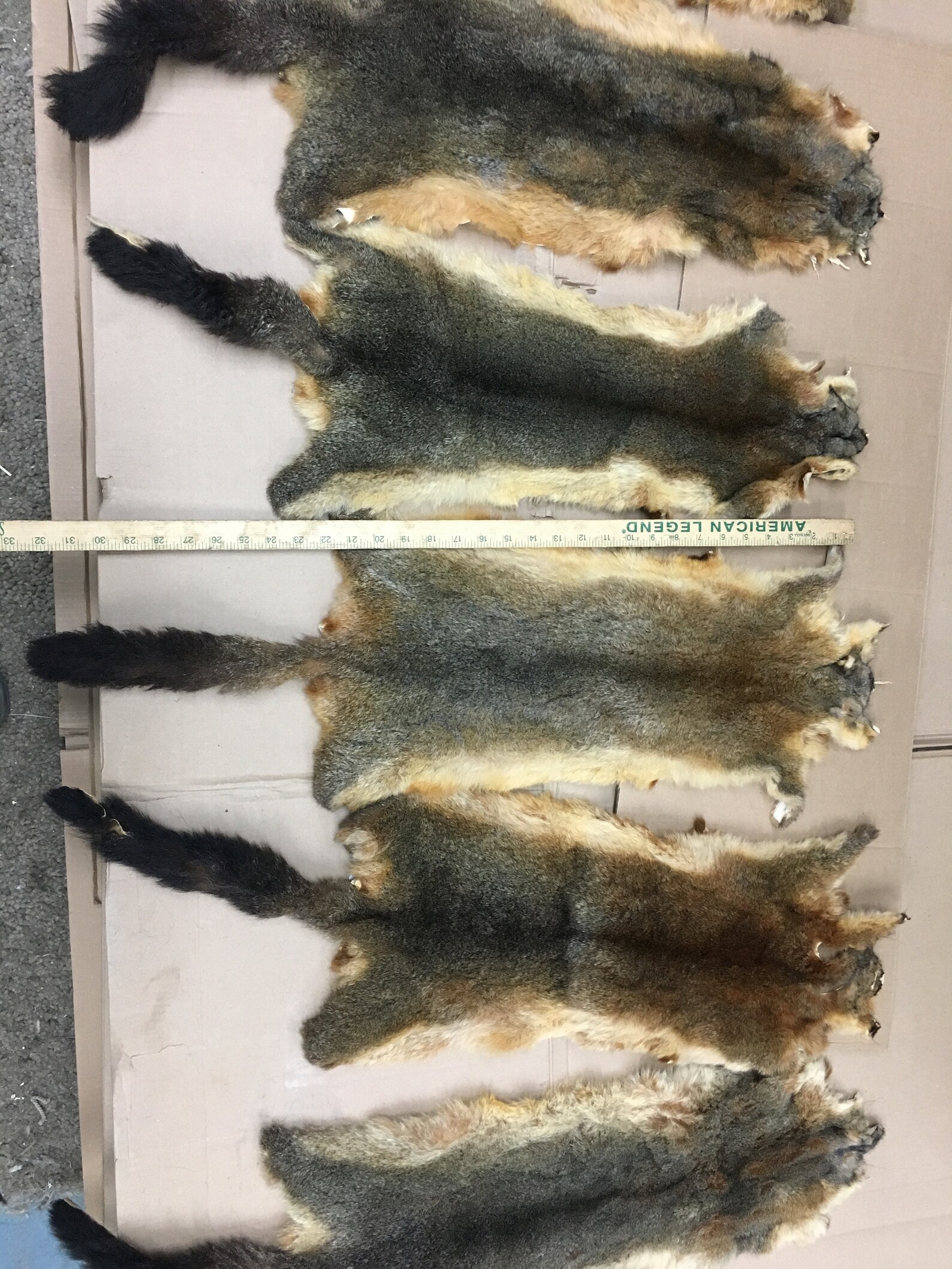 Australian Opossum pelts fur furs nice furnice tanning Etsy