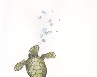 Baby Turtle
