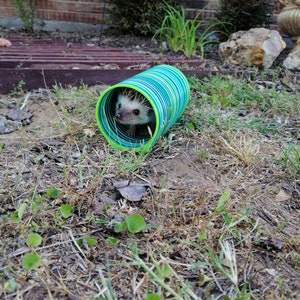 The Hog Hole-(modeled by Maple the Hedgehog)