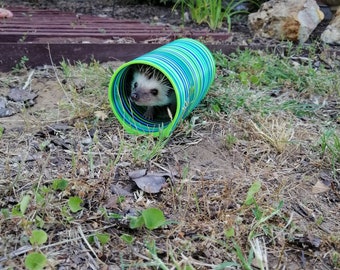 The Hog Hole-(modeled by Maple the Hedgehog)