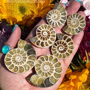 Ammonite Fossil Pair: Ancient Matching Halves