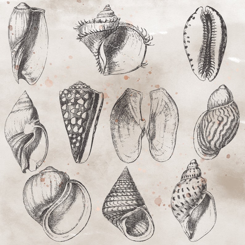 Download Seashells Clipart Vol.2 Zoology Illustration Digital Art | Etsy