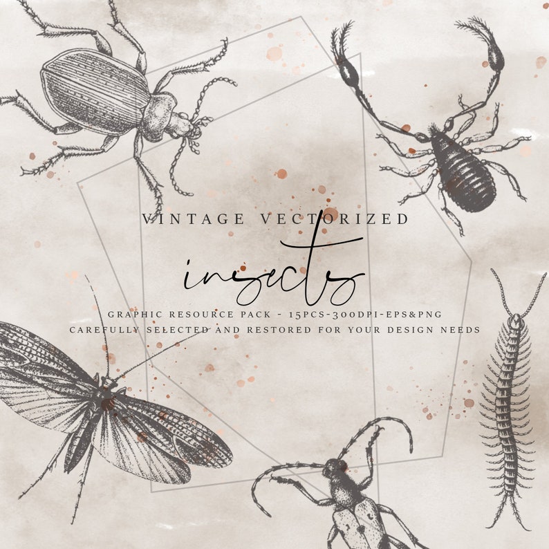 Insects Clipart Halloween Clipart Bugs Print Illustration Digital Art ...