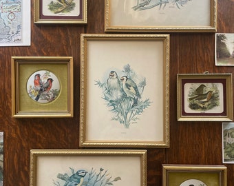 Vintage Bird  Wall Decor/ French Limoges Hand Painted Birds  /British  Bird Prints /Etchings  /Gallery Wall/ Mid Century