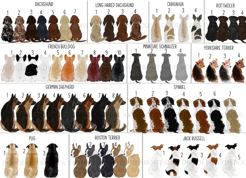 May include: A chart featuring illustrations of various dog breeds, including Dachshund, Long Haired Dachshund, Chihuahua, Rottweiler, French Bulldog, Miniature Schnauzer, Yorkshire Terrier, German Shepherd, Spaniel, Pug, Boston Terrier, and Jack Russell. Each breed is numbered 1 to 10, with the dogs facing the viewer.