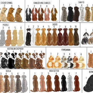 May include: A chart featuring illustrations of various dog breeds, including a Cocker Spaniel, Cavalier King Charles, Shar Pei, Poodle, Boxer, Shih Tzu, Australian Shepherd, Pomeranian, Corgi, Vizsla, Irish Setter, and Bernese Mountain Dog. Each breed is numbered 1 to 10, except for the Corgi and Bernese Mountain Dog, which are numbered 1 to 3.