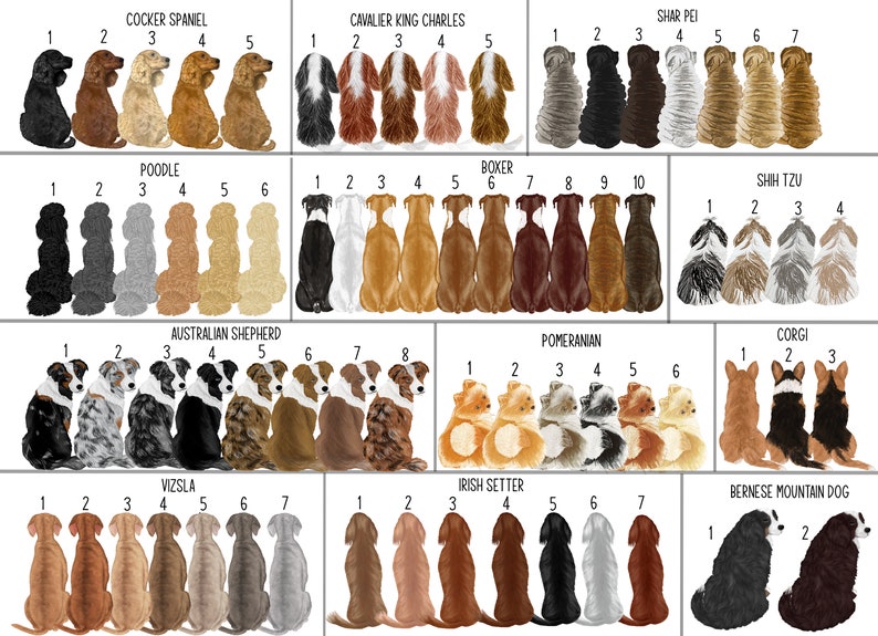 May include: A chart featuring illustrations of various dog breeds, including a Cocker Spaniel, Cavalier King Charles, Shar Pei, Poodle, Boxer, Shih Tzu, Australian Shepherd, Pomeranian, Corgi, Vizsla, Irish Setter, and Bernese Mountain Dog. Each breed is numbered 1 to 10, except for the Corgi and Bernese Mountain Dog, which are numbered 1 to 3.