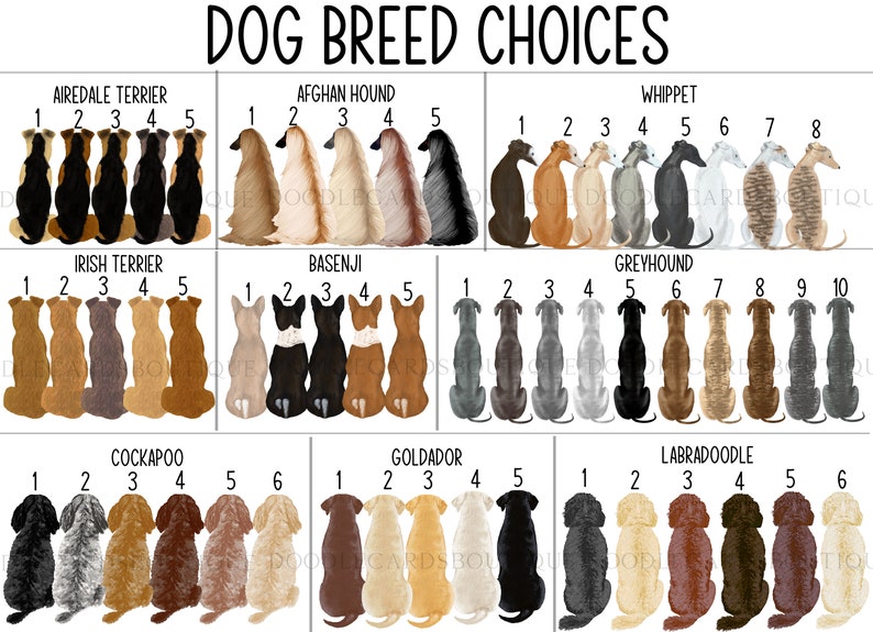 May include: A chart featuring illustrations of various dog breeds, including Airedale Terrier, Afghan Hound, Whippet, Irish Terrier, Basenji, Greyhound, Cockapoo, Goldador, and Labradoodle. Each breed is numbered 1 to 10, with the breed name displayed above the illustrations.