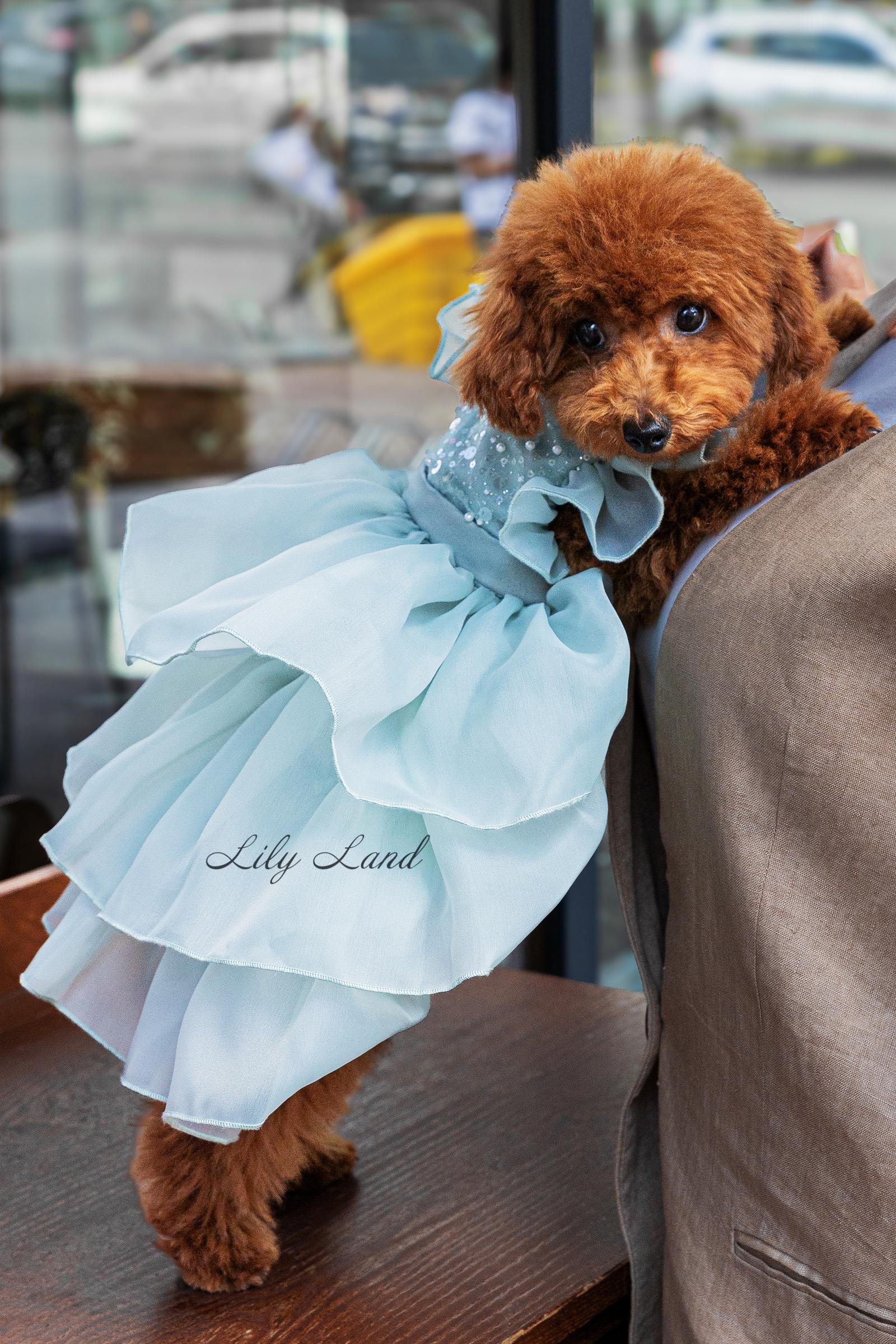 Sage Green Pet Dress, Wedding Flower Girl, Birthday Party Clothes, Puppy Photoshoot Outfit, Matching Set Look, Handmade Dog Cat Accessories - Etsy Sage Green Pet Dress, Wedding Flower Girl, Birthday Party Clothes, Puppy Photoshoot Outfit, Matching Set Look, Handmade Dog Cat Accessories - Etsy