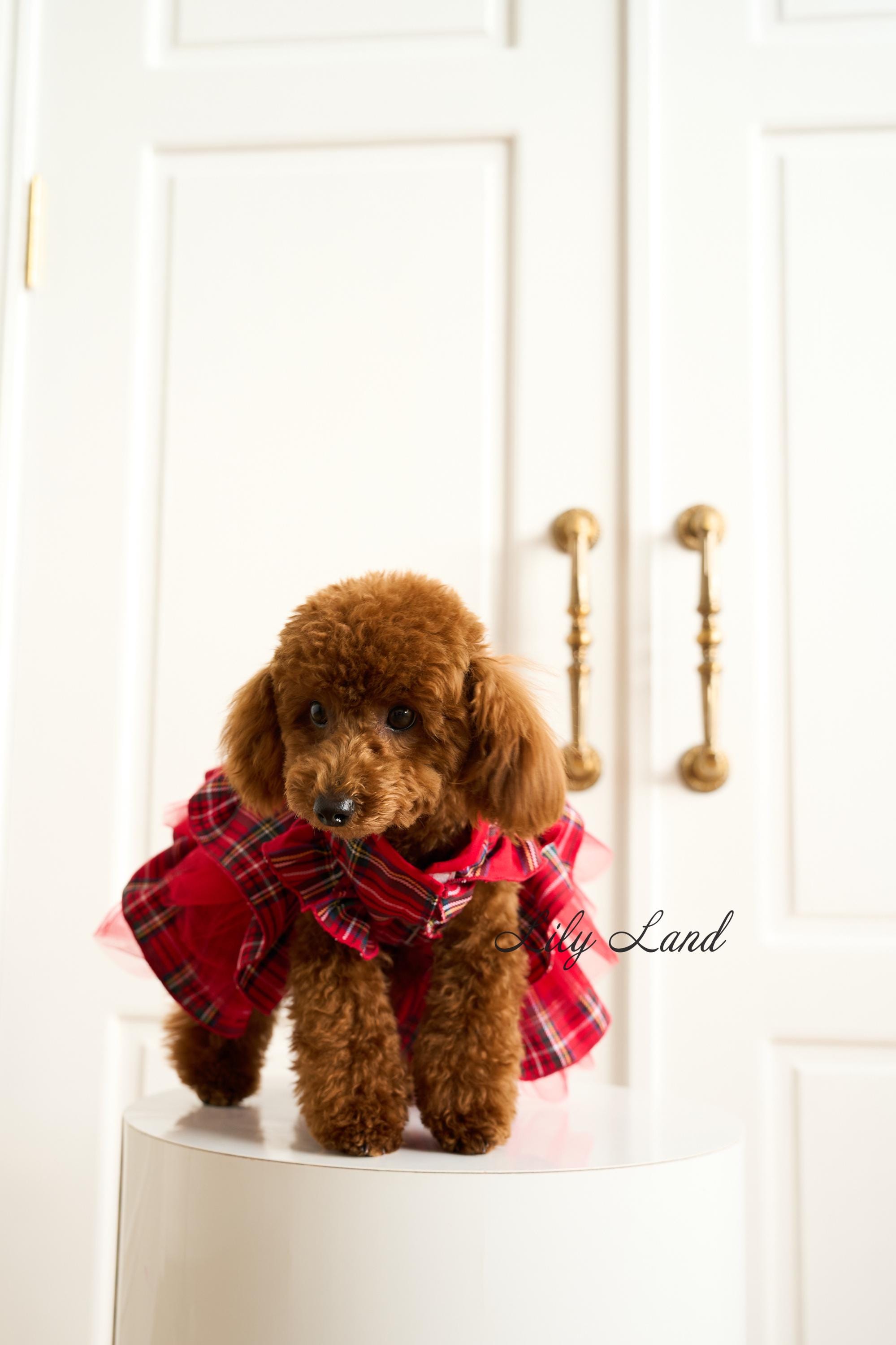Red Tartan Xmas Pet Dress, Wedding Flower Girl, Birthday Party