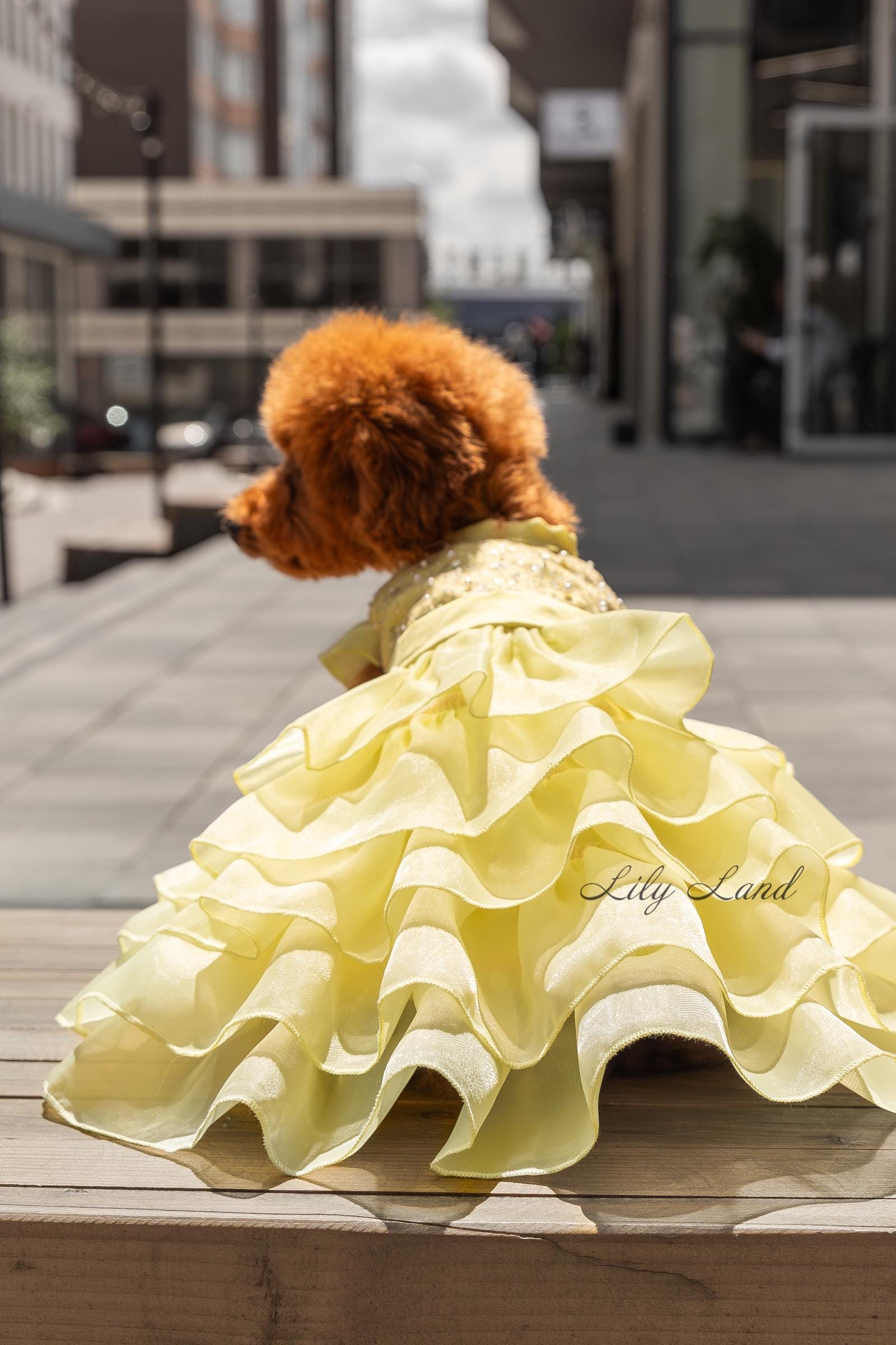 Laxury Dog Dress Blessing Babies【Bliss】 Laxury Dog Dress Blessing Babies【Bliss】 【公式通販】