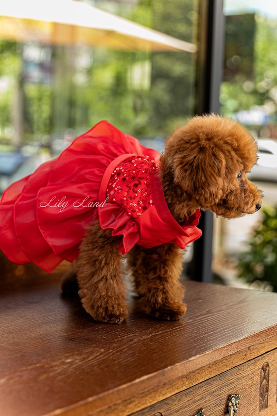 READY TO SHIP - Red Pet Dress, Wedding Flower Girl, Birthday Party Clothes,  Puppy Photoshoot Outfit Xmas Holiday Dog Cat Accessories - Etsy Israel