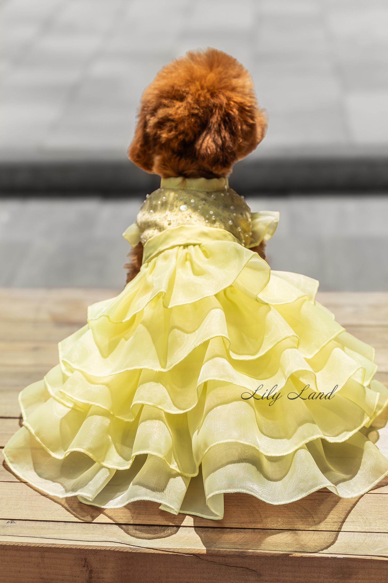 gold dog dress Light Yellow Pet Dress, Wedding Flower Girl, Birthday Party Clothes, Puppy Photoshoot Outfit, Matching Set, Handmade Cat Accessories cat:Exclusive