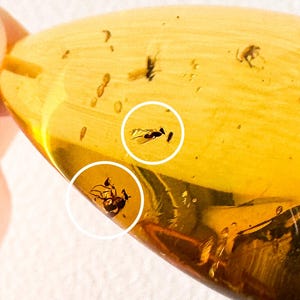 Pendentif goutte en ambre naturel de couleur jaune clair avec insecte, véritables bijoux en pierres précieuses de cognac citron, grande inclusion épaisse de moustique de mouche de cognac