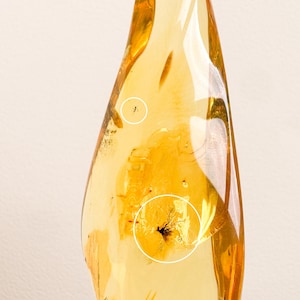 May include: A polished, translucent piece of golden-yellow amber with an irregular, elongated shape. Two white circles are superimposed on the surface, highlighting a small insect inclusion in the upper section and a plant-like fossil below.
