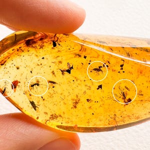 May include: A polished, translucent golden-yellow piece of amber containing multiple small, dark, fossilized insect inclusions. Four distinct areas are highlighted with thin white circles to emphasize the preserved prehistoric specimens within.