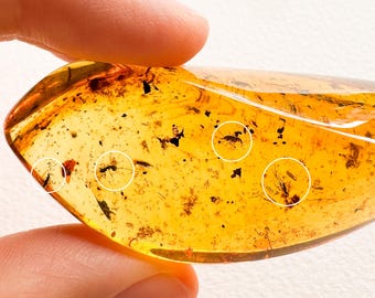 Amber with insects home decoration, Large oval amber resin souvenir, memento huge cognac color amber spiritual gift, amber inclusions bits