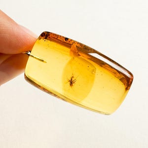 Genuine Baltic Amber Insects in Light Cognac Color Rectangle Shape ...