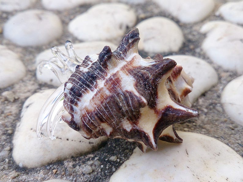 Seashell Hermit Crab Figurines Blown Glass Mix Natural White Black Shell Beach Animals Collectible Gift Home Decor