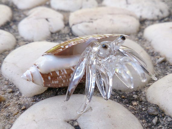 thumbnail interactive-video image 1 of Hobby Natural Sea Shells - 20 Small Pieces For Decoration, Crafts & Hermit Crabs 1 of 2