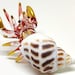 see more listings in the seashell hermit crab section