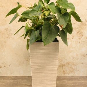 May include: A green leafy plant with heart-shaped leaves in a white, textured, square-shaped planter.
