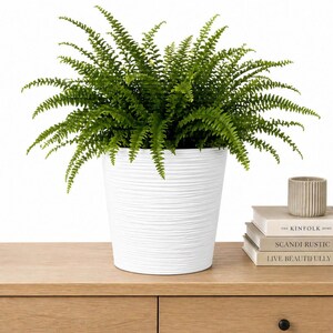 May include: A lush green fern plant potted in a white cylindrical planter with a horizontal ribbed texture. The plant features numerous delicate, feathery fronds that spread outward, creating a full and rounded appearance above the white container.