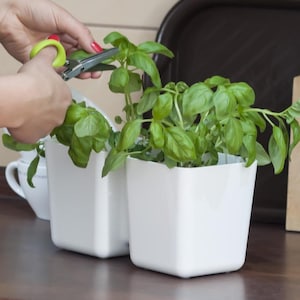 May include: Two white ceramic pots with a hexagonal shape, each containing a green basil plant. A person is trimming the basil with a pair of scissors.