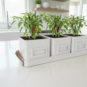 May include: Three white square planters with chilli pepper plants, set on a matching tray. The plants have green leaves and red peppers. Each planter has a rectangular label holder. A wooden handle is attached to the tray.