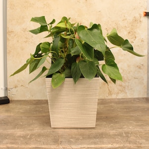 May include: A green leafy plant with pink flowers in a white square planter with a textured surface.