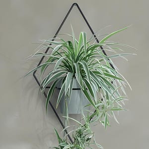 May include: A green plant with white stripes grows in a light grey pot hanging from a black diamond-shaped wall planter.