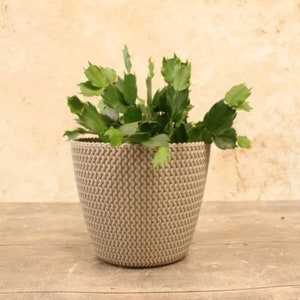May include: A beige, woven-textured plant pot containing a green leafy plant. The pot has a rounded shape and a textured surface. The plant has multiple green leaves. The pot is on a wooden surface.