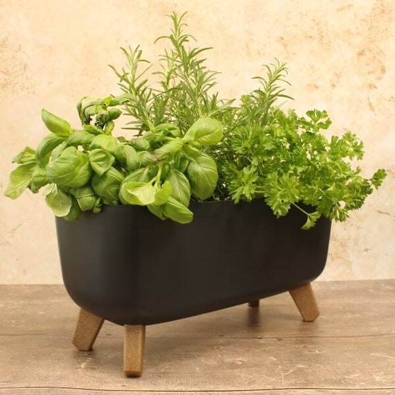 indoor plant clean air Air Purifying Plant Bundle