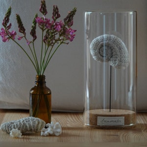Ammonoidea, Ammonite sous cloche en verre, N.12/22 collection Curiosité, Les Marines  MADE BY BEE, cabinet de Curiosités