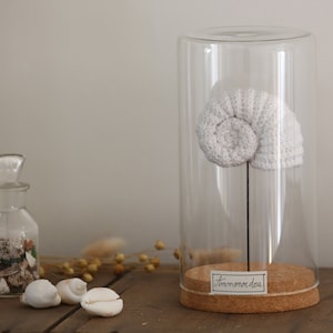 Ammonoidea, Ammonite sous cloche en verre, N.6/21 collection Curiosité, Les Marines  MADE BY BEE, cabinet de Curiosités