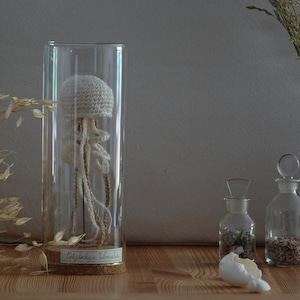 Méduse sous cloche en verre,"Cotylorhiza Tuberculata" N.35/22 collection Curiosité, Les Marines  MADE BY BEE, cabinet de Curiosités