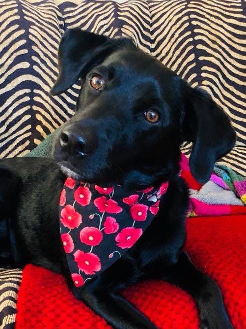 dog collar remembrance