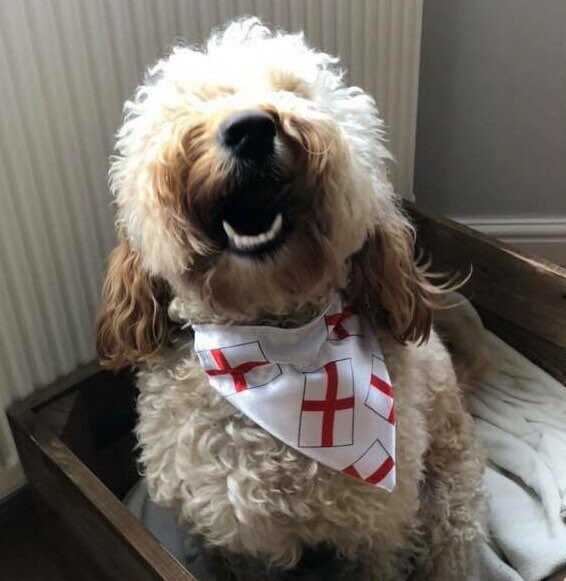 tie cup dog