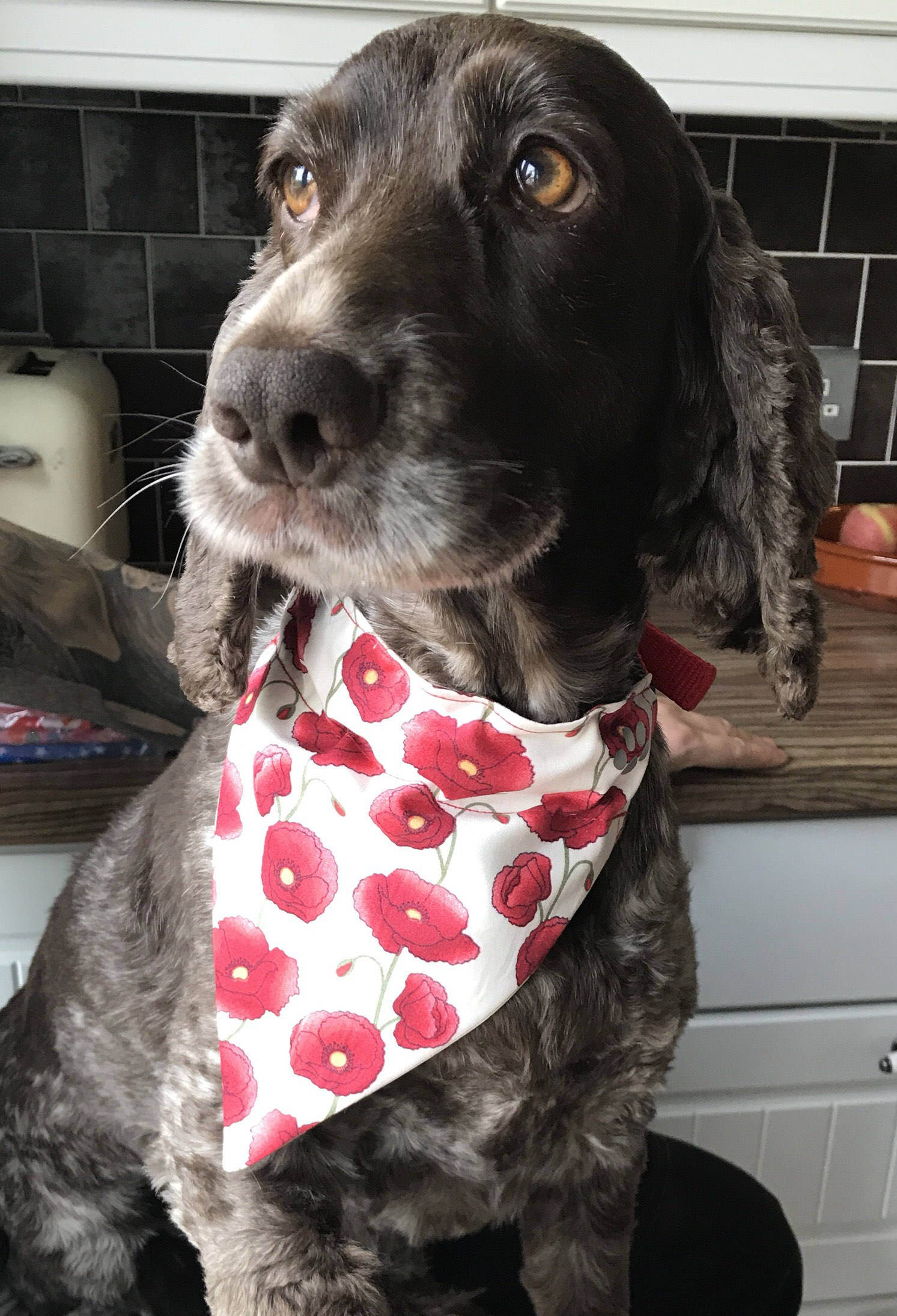 dog collar remembrance